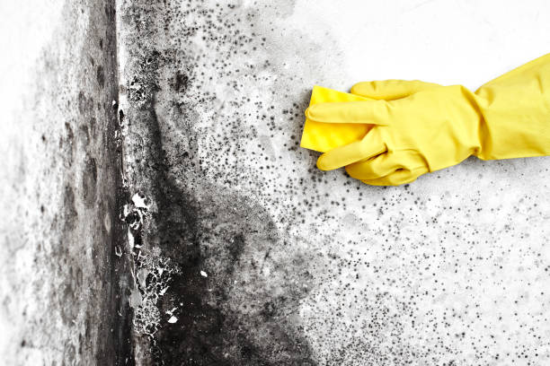 Reliable Manchester, TN Mold Removal Solutions
