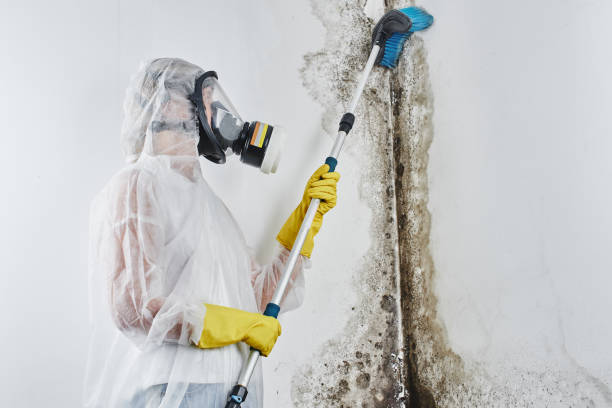 Best Office Mold Removal Services  in Manchester, TN