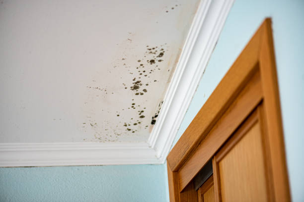 Best Office Mold Removal Services  in Manchester, TN