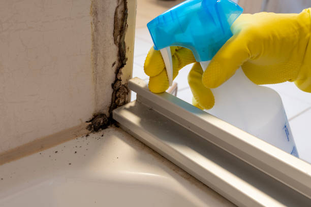 Best Affordable Mold Removal  in Manchester, TN