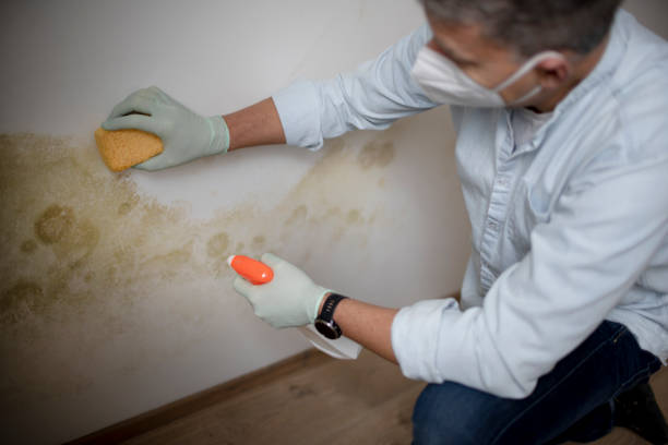 Trusted Manchester, TN Mold Removal Experts