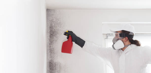 Best Home Mold Removal  in Manchester, TN