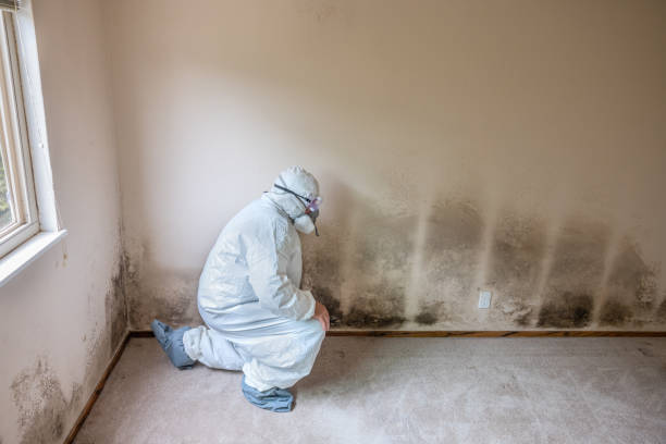 Best Toxic Mold Removal  in Manchester, TN