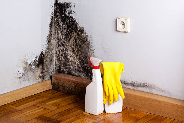 Best Emergency Mold Removal  in Manchester, TN