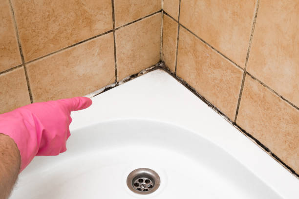 Best Home Mold Removal  in Manchester, TN